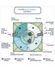 ГРИНЛОС Аква 10 Пр Миди - фото 4
